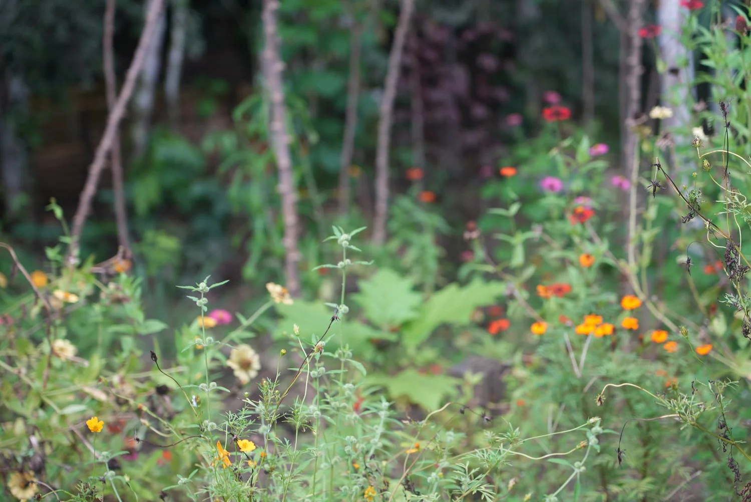 Medicinal Gardens