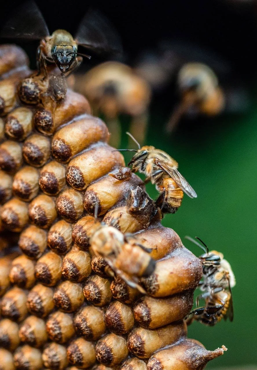 A stingless bee colony built into a brood comb.